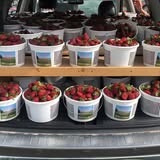 Buckets of local strawberries